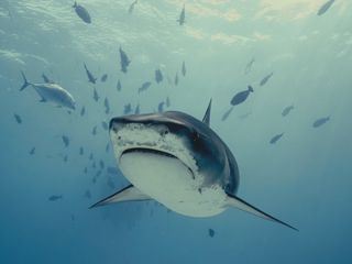 Haiangriffen auf der Spur