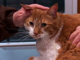 Der unglaubliche Dr. Pol