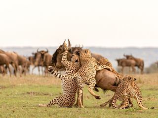 Die fuenf Geparde - Gemeinsam durch die Serengeti