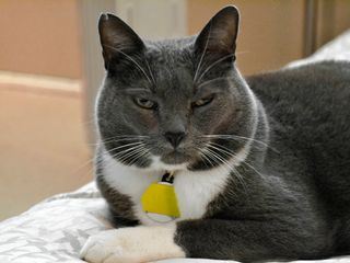 Der Katzenfluesterer