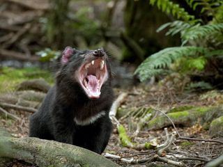 Tasmaniens wundersame Tierwelt