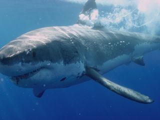 Grosse, blaue Wildnis Grosse, blaue Wildnis