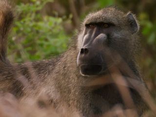 Gorongosa: Die Rueckkehr der Raubtiere