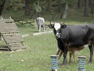 The Sacred Cows of the Mafia