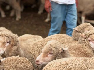 Die Superkraefte der Tiere