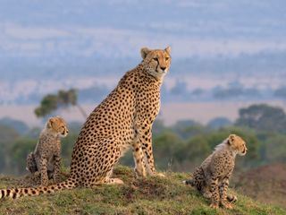 Die Grosskatzen der Masai Mara