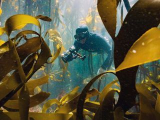 Der Kelpwald - Suedafrikas geheimnisvolle Unterwasserwelt