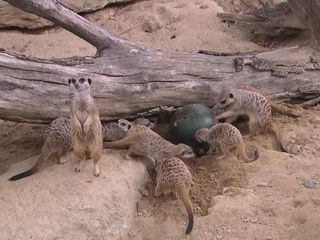 Giraffe, Erdmaennchen & Co.