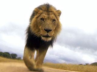 Das Waisenhaus fuer wilde Tiere