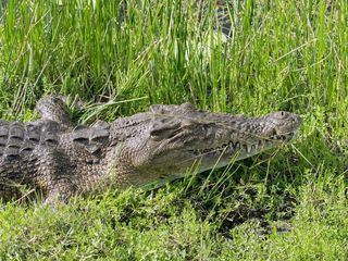 Timor-Leste - Im Land des schlafenden Krokodils