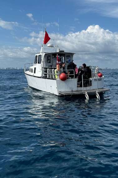 Vaerldens stoersta hajar