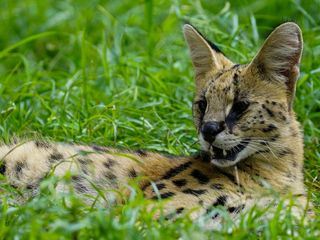 Raubkatzen - Meister der Geschwindigkeit