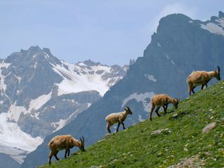 Die Natur und ihr Netzwerk der Wohltaeter