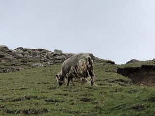 Allein im Meer - Leben auf den Faeroeern