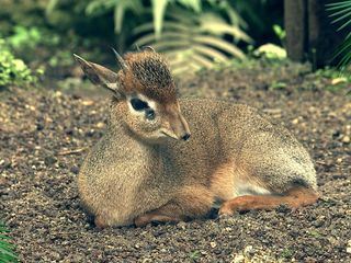 Elefant, Tiger & Co. Elefant, Tiger & Co.