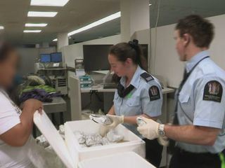 Border Patrol New Zealand