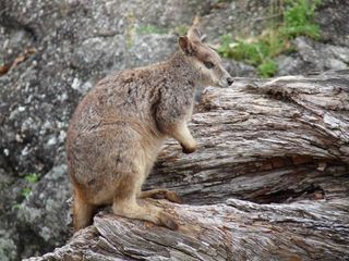 Was macht ein Kaenguru im Baum?