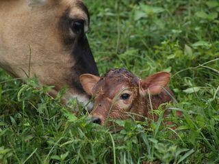Die Hatchers - Farm, Kuehe und Doktoren