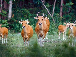 Kui Buri - Thailands unbekanntes Eden