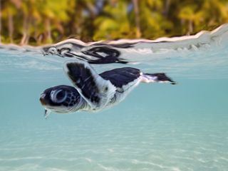 Die Waechter des Great Barrier Reef