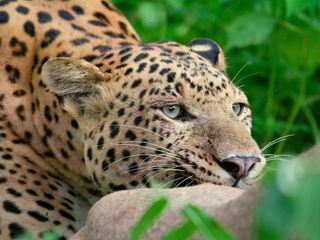 Die Leoparden-Dynastie