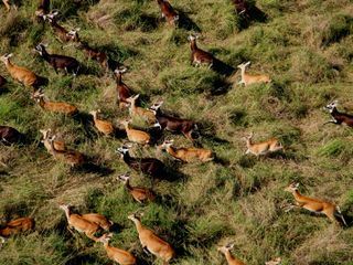Wanderungen im Tierreich