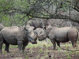 Wildes Suedafrika