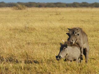 Afrikas wilde Tierwelt