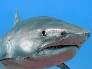 Was Tiere fuehlen Was Tiere fuehlen