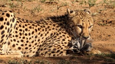 På resa med Bachstad i Afrika
