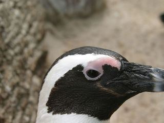 Eisbaer, Affe & Co.