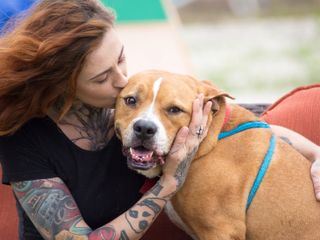 Pitbulls auf Bewaehrung