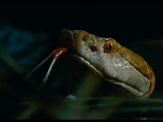 Von Pol zu Pol mit Will Smith