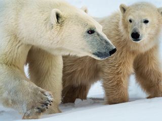 Koenigreich der Eisbaeren