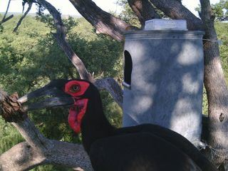 Der Rabe in der Tonne