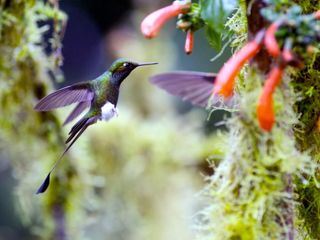 Tierische Überflieger