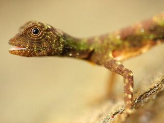 Little Giants - Kleine Tiere ganz gross