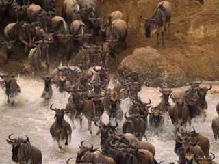 Afrikas Ikonen der Tierwelt