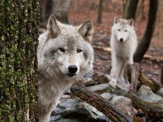 Alaska und die Wildnis des Nordens