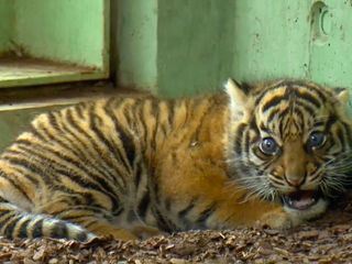 Giraffe, Erdmaennchen & Co.