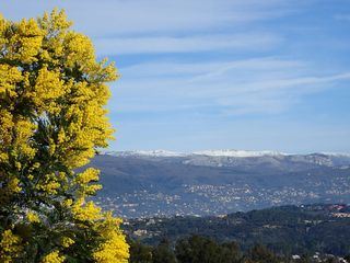 Mimose - die Fruehlingsbotin