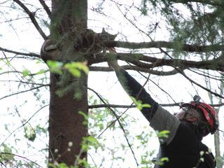 Die Katzenretter - Einsatz in der Baumkrone