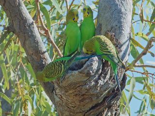 Australiens tropische Waelder