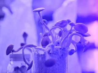 Schwarzmaerkte hautnah mit Mariana van Zeller