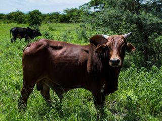 Wenn Tiere angreifen