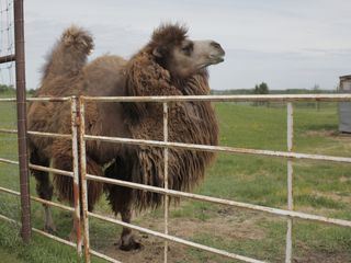 Die Yukon-Tieraerztin