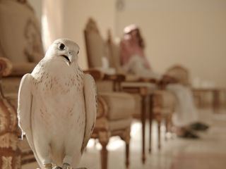 Wildes Katar - Wuesten und Korallenriffe