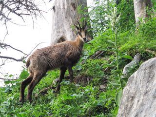 Roseggers Waldheimat - Ein Jahr im Zauberwald