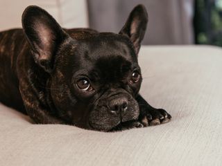 Die Yukon-Tieraerztin