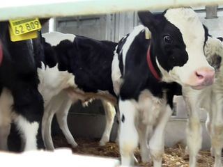 Tiertransporte gnadenlos - Viehhandel ohne Grenzen Tiertransporte gnadenlos - Viehhandel ohne Grenzen